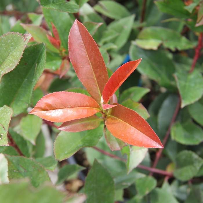 Rostliny - Blýskalka Fraserova 'Carré Rouge' květináč 18 litrů, výška 100/125cm, keř