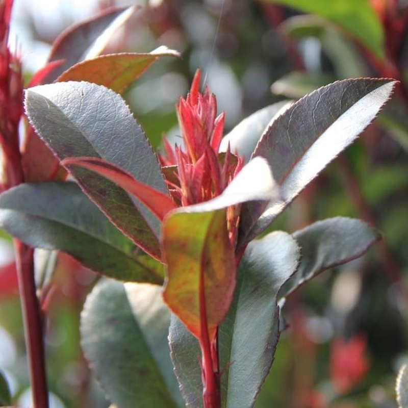 Blýskalka Fraserova Carré Rouge výška 30/40cm, květináč 2 litry-0