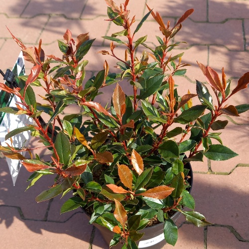 Stálezelené keře - Blýskalka Fraserova 'Chico' výška 30/40cm, 2,8 litru