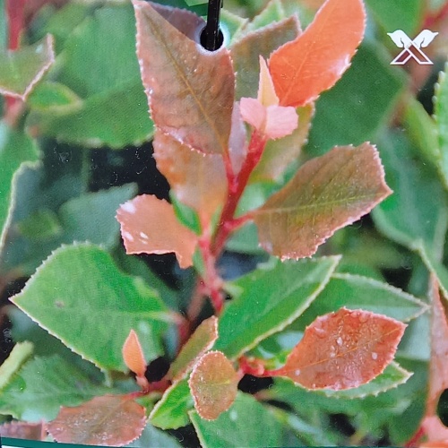 Blýskalka Fraserova 'Chico' výška 30/40cm, 2,8 litru-0