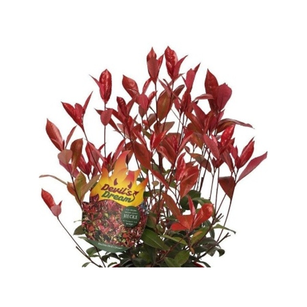 Stálezelené keře - Blýskalka Fraserova 'Devils Dream' ® kmínek 50cm, 3 litry