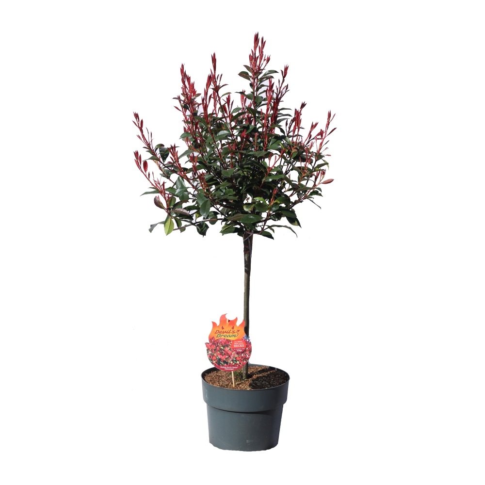 Listnaté stromky a stromy - Blýskalka Fraserova Devils Dream kmínek 50cm, květináč 10 litrů