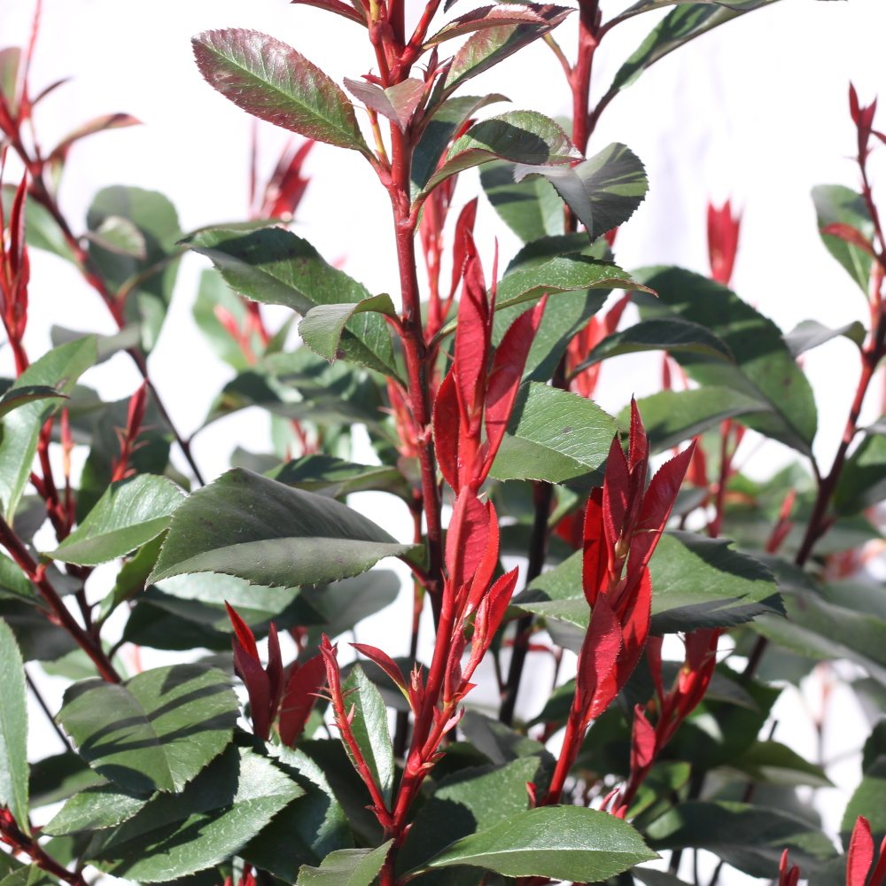 Blýskalka Fraserova Devils Dream kmínek 50cm, květináč 10 litrů-0