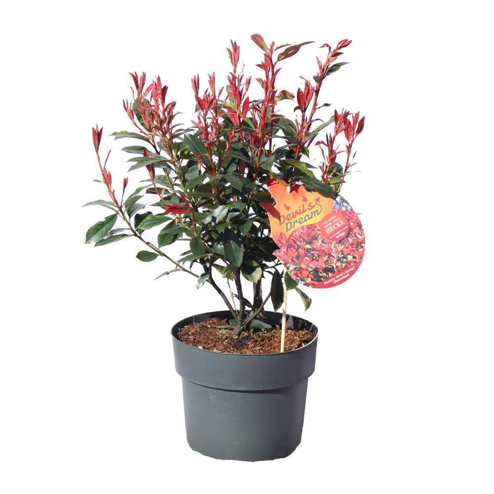 Stálezelené keře - Blýskalka Fraserova Devils Dream květináč 6 litrů, výška 50/60cm, keř
