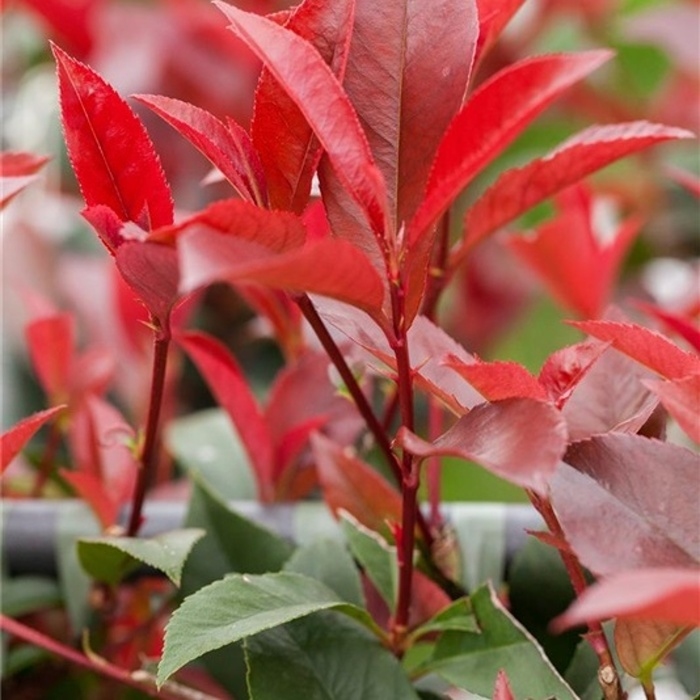 Živé ploty - Blýskalka Fraserova 'Devils Dream' ® výška 80/100cm, květinčá 10 litrů