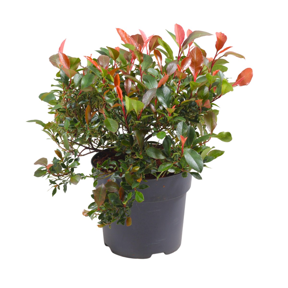 Blýskalka Fraserova Little Fenna květináč 2,3 litru-0