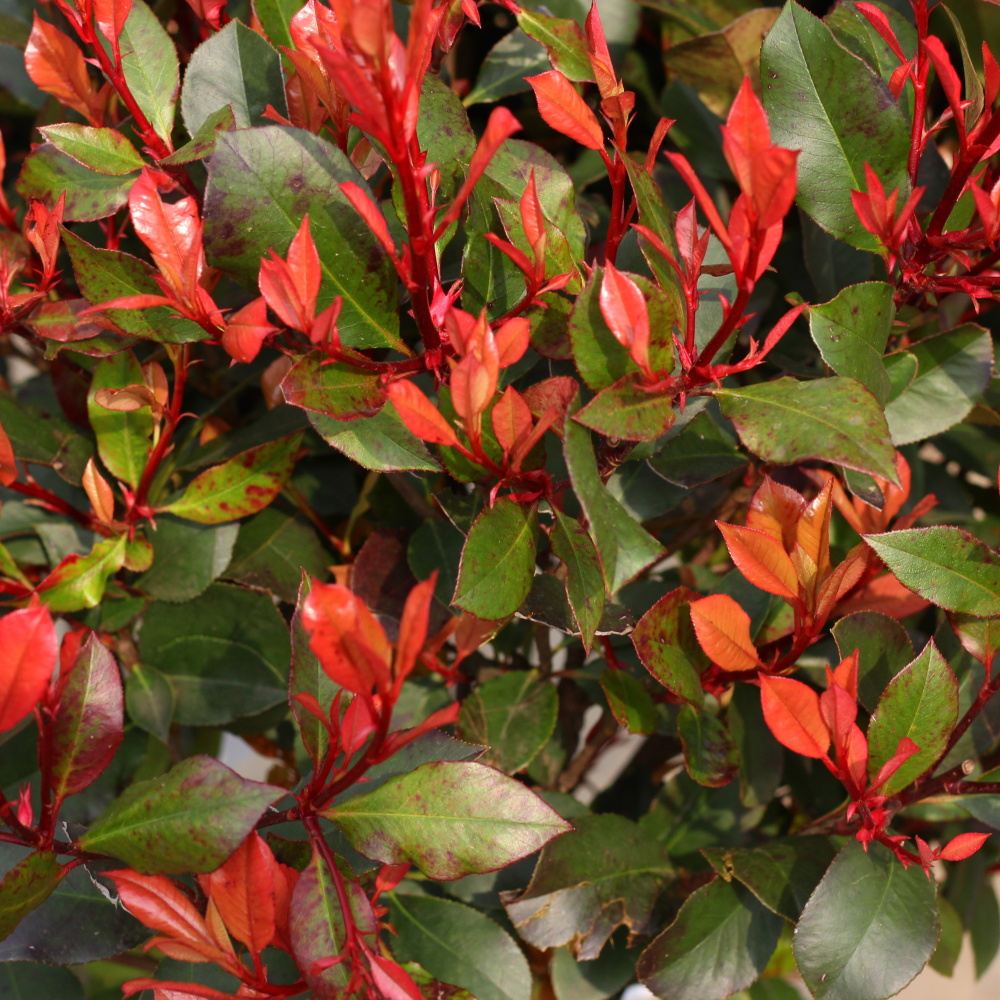 Blýskalka Fraserova Little Red Robin kmínek 1/2, květináč 18 litrů-0