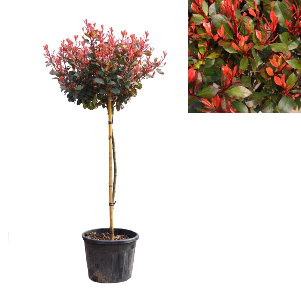 Stálezelené keře - Blýskalka Fraserova Little Red Robin květináč 18 litrů, kmínek 100cm, stromek