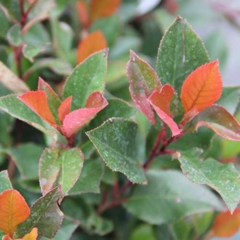 Keře okrasné listem - Blýskalka Fraserova Little Red Robin mini kmínek, květináč 9 litrů