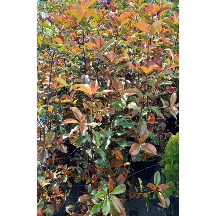 Keře okrasné listem - Blýskalka Fraserova Magical Vulcano květináč 10 litrů