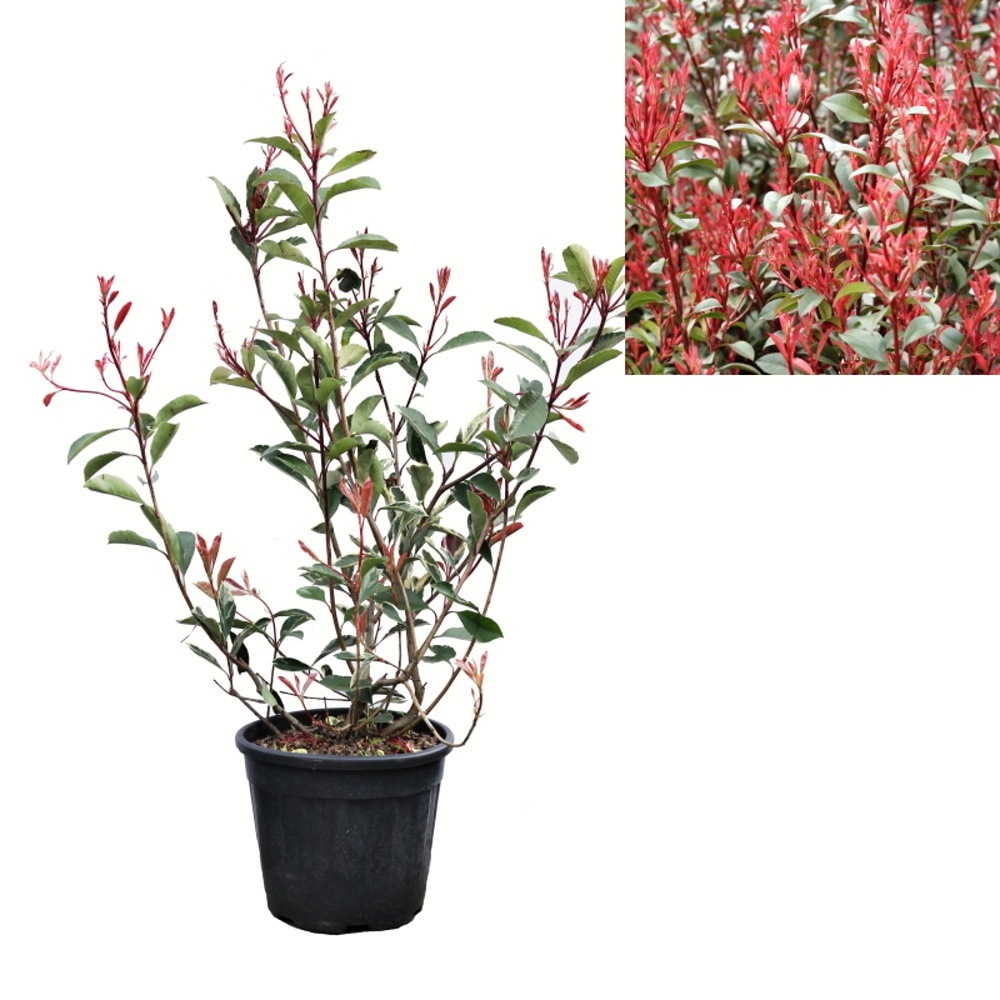 Stálezelené keře - Blýskalka Fraserova Pink Marble květináč 9 litrů