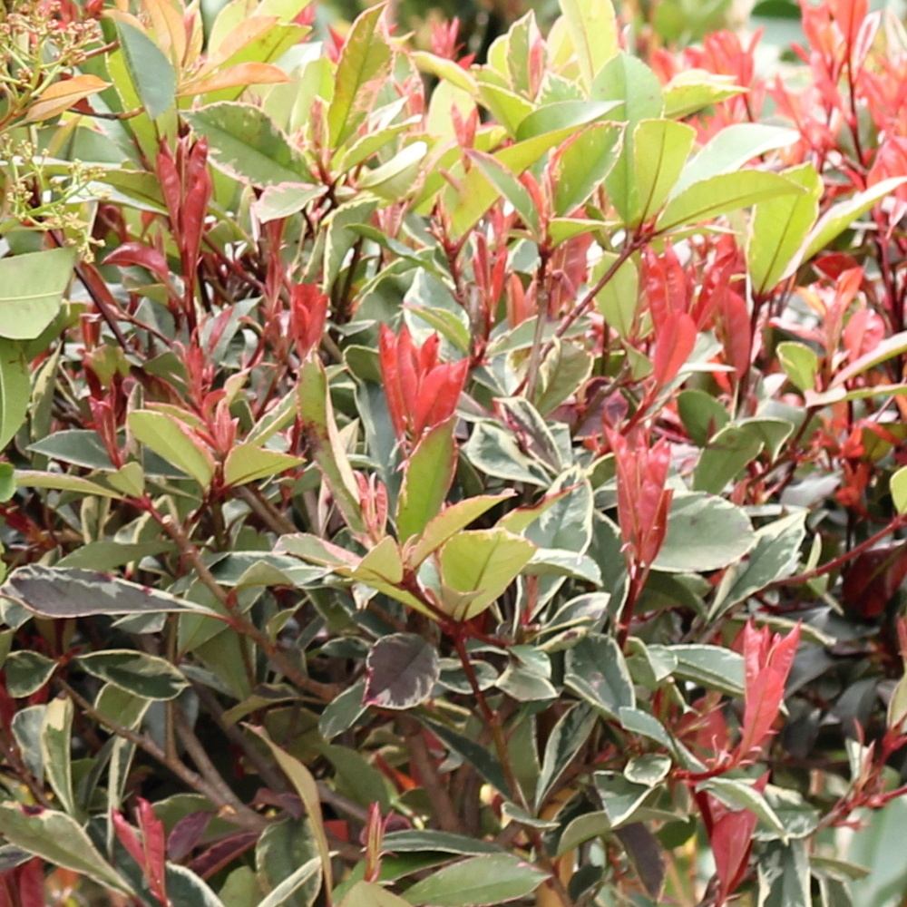 Stálezelené keře - Blýskalka Fraserova Pink Marble výška 120x90cm, květináč 40 litrů, špalír