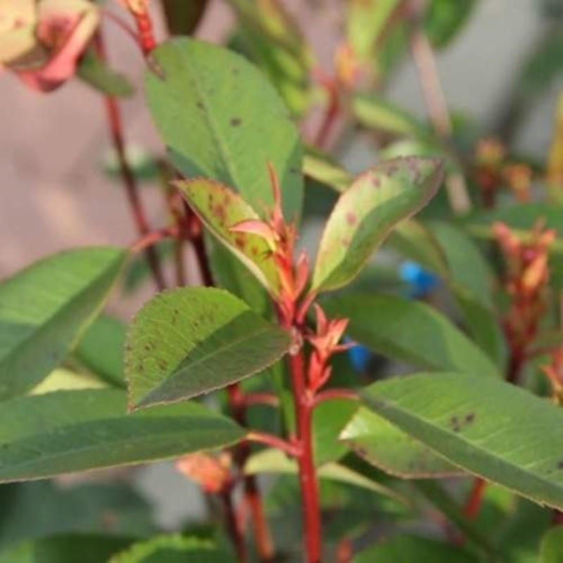 Stálezelené keře - Blýskalka Fraserova Red Robin kmínek 1/2, květináč 30 litrů, špalír