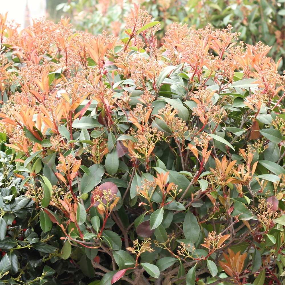 Listnaté stromky a stromy - Blýskalka Fraserova Red Robin kmínek 1/2, květináč 30 litrů