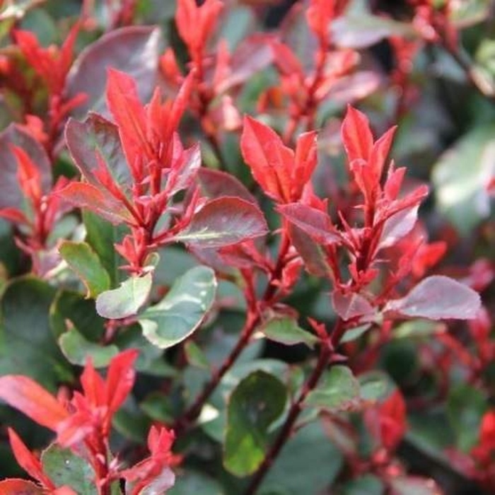 Stálezelené keře - Blýskalka Fraserova 'Red Robin' špalír 160x110cm, květináč 45 litrů