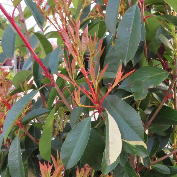 Stálezelené keře - Blýskalka Fraserova Robusta Compact květináč 45 litrů, výška 150/175cm, keř