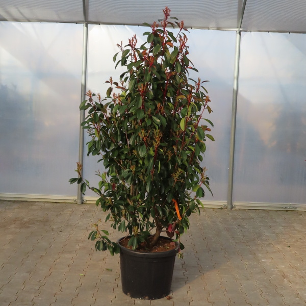 Blýskalka Fraserova Robusta Compact květináč 45 litrů, výška 150/175cm, keř-0