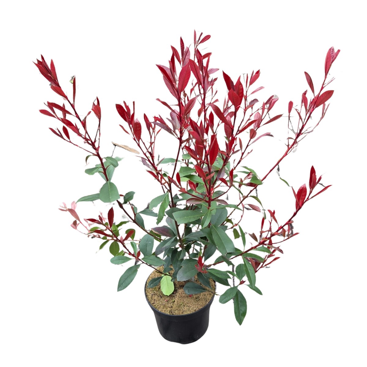 Živé ploty - Blýskalka Fraserova Robusta Compact výška 20/30cm, květináč 2,5 litru