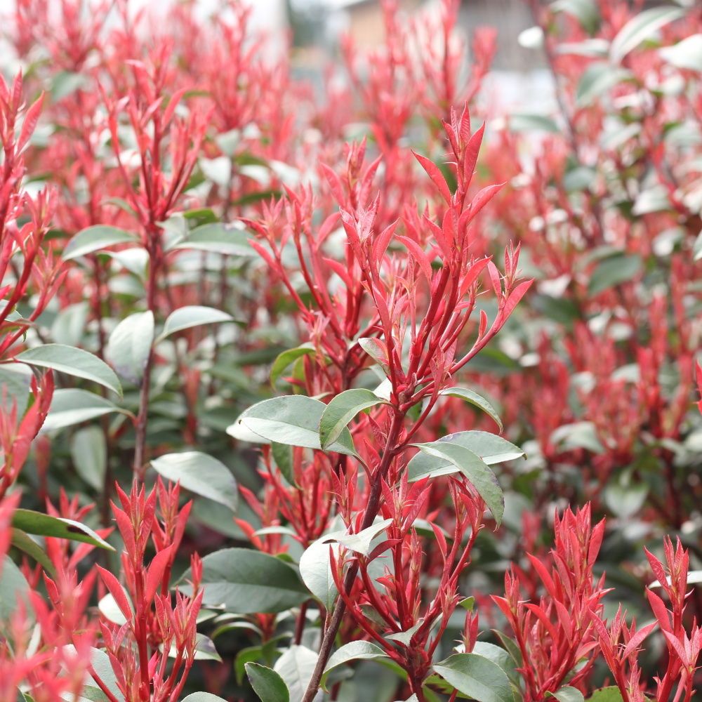 Stálezelené keře - Blýskalka Fraserova Robusta Compacta výška 175/200cm, květináč 45 litrů