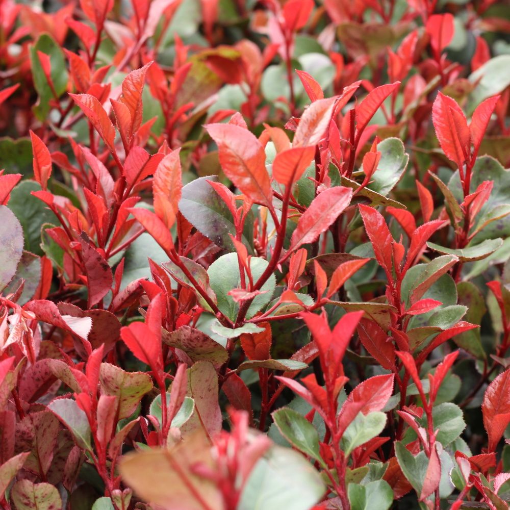 Blýskalka Little Red Robin květináč 10 litrů, výška 40/60cm, keř-0