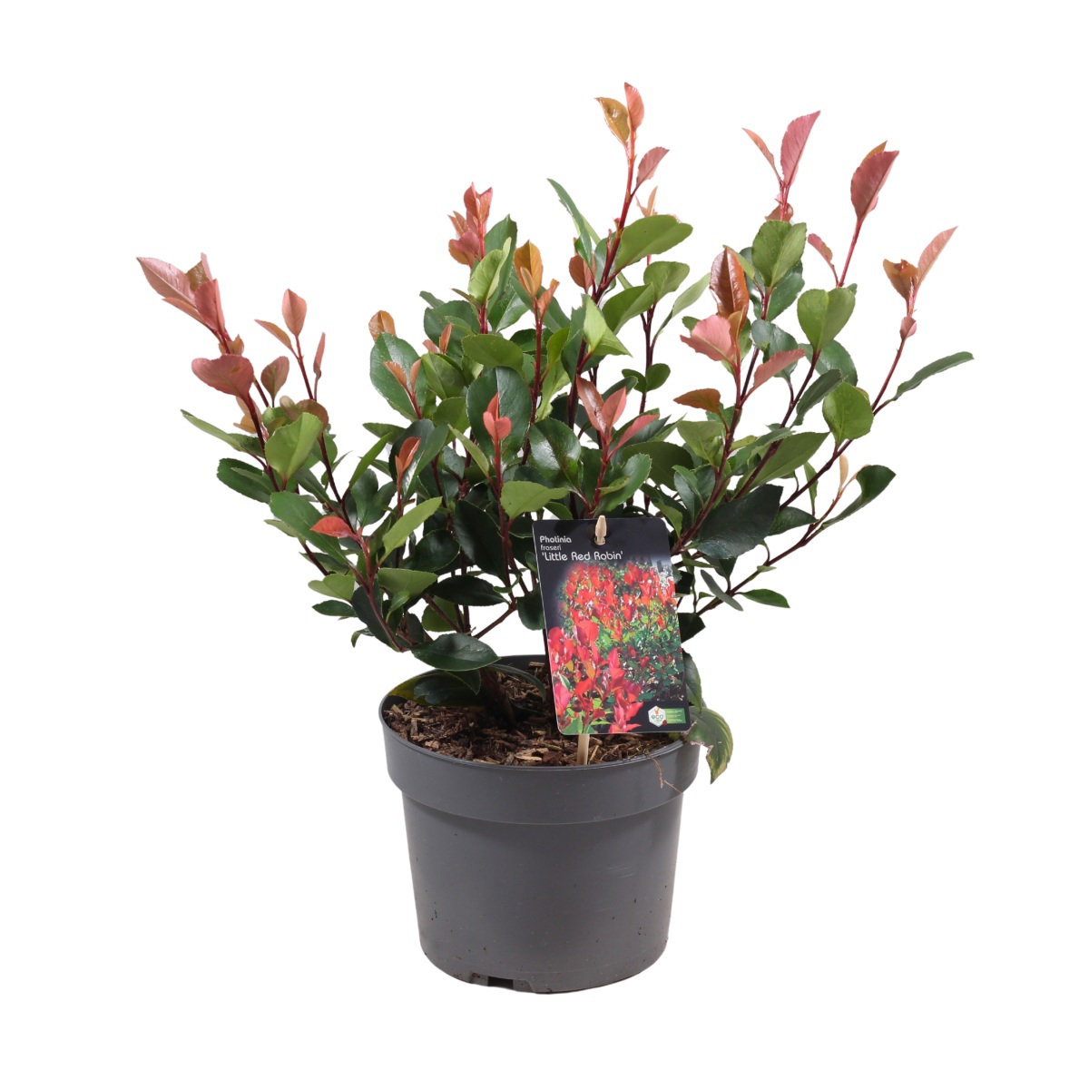 Stálezelené keře - Blýskalka Little Red Robin květináč 2 litry, výška 40/60cm, keř