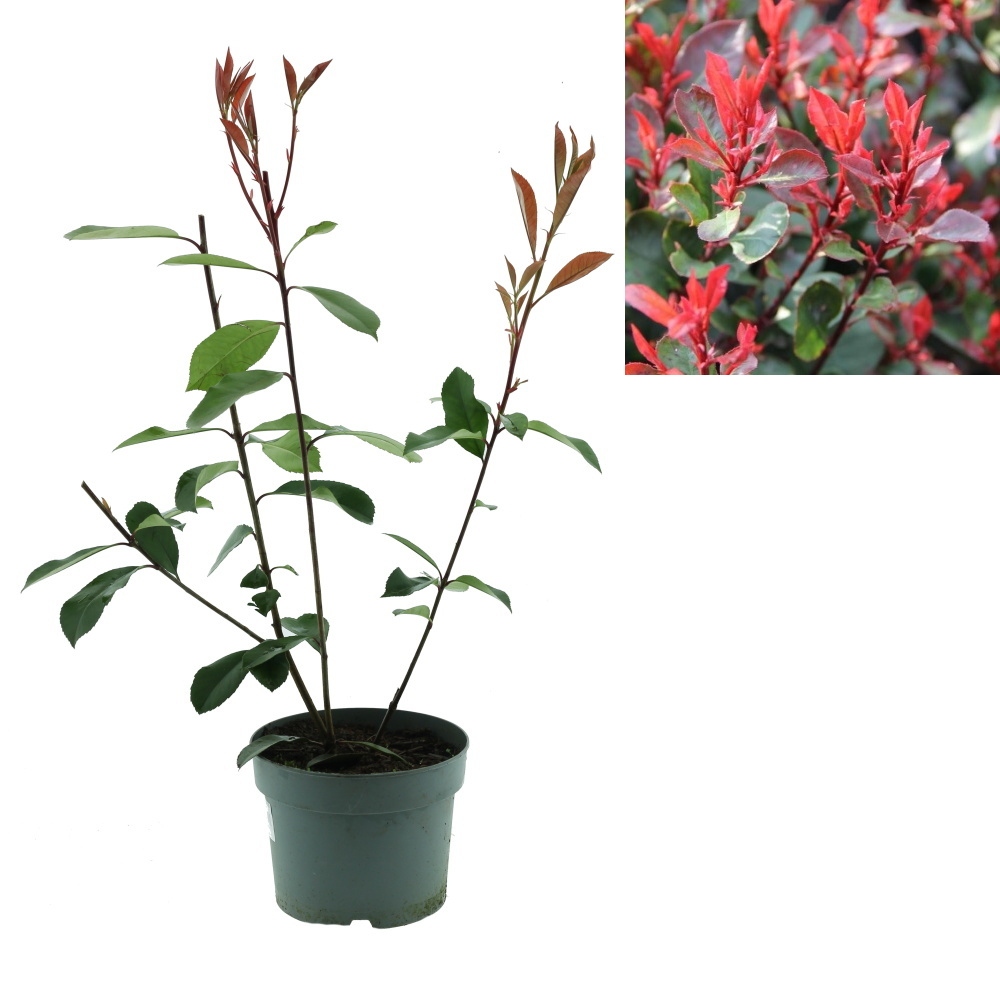 Stálezelené keře - Blýskalka Red Robin květináč 2 litry, výška 40/60cm, keř