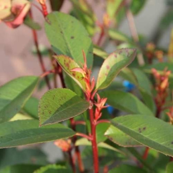 Stálezelené keře - Blýskalka 'Red Robin' výška 175/200cm, květináč 35 litrů