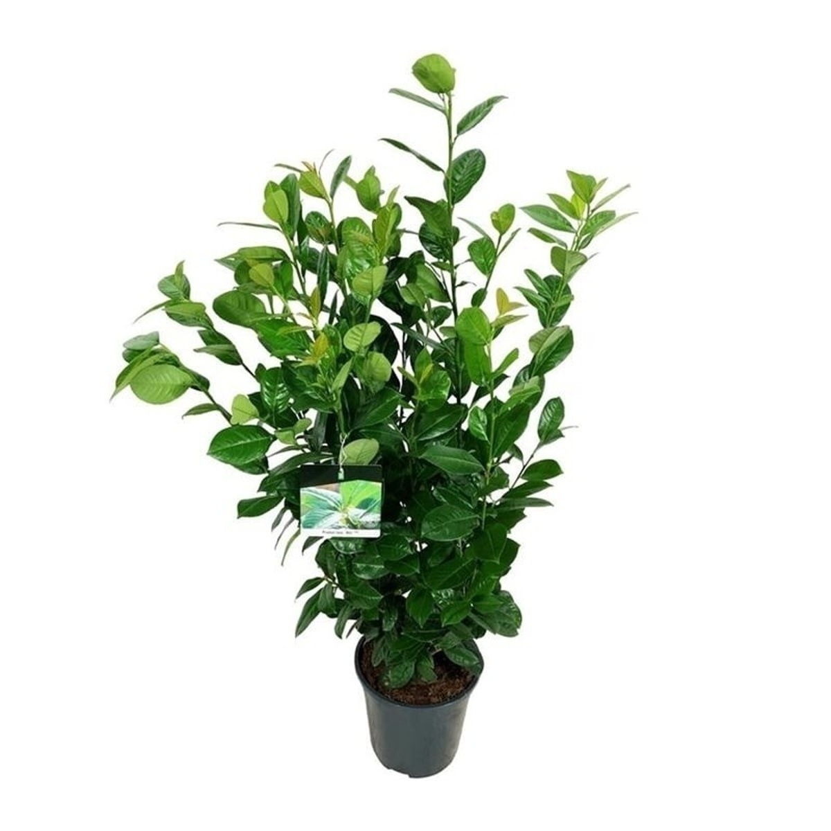 Živé ploty - Bobkovišeň lékařská Ani výška 80/100cm