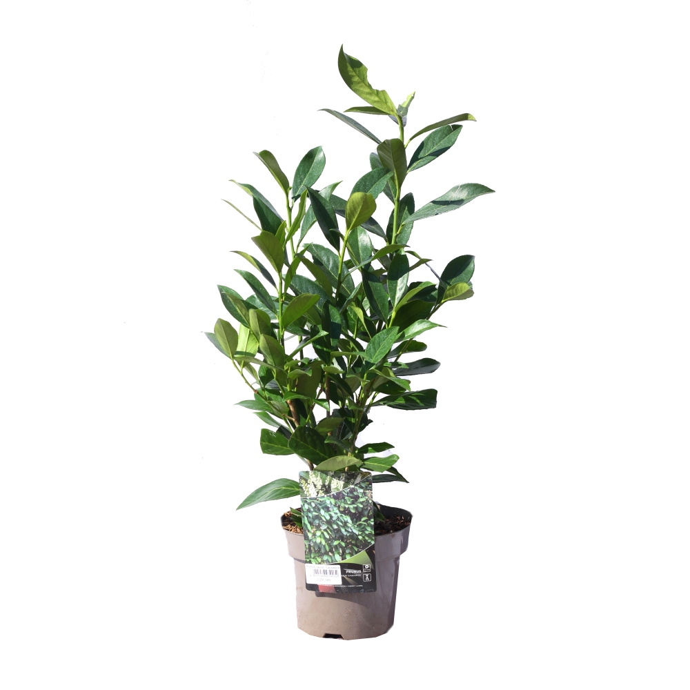 Stálezelené keře - Bobkovišeň lékařská Caucasica květináč 3 litry, výška 40/60cm, keř