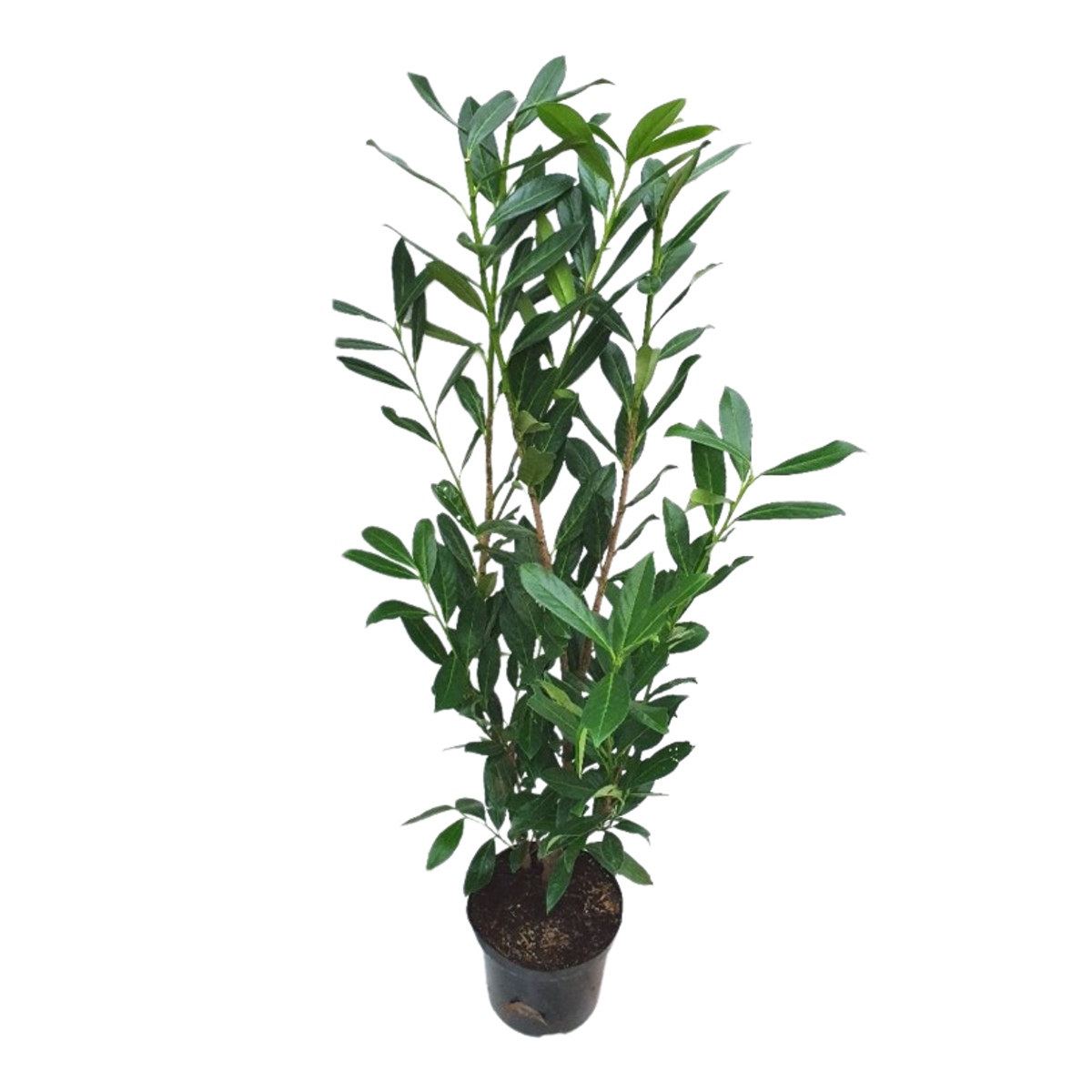 Živé ploty - Bobkovišeň lékařská Caucasica výška 100/125cm, květináč 10 litrů