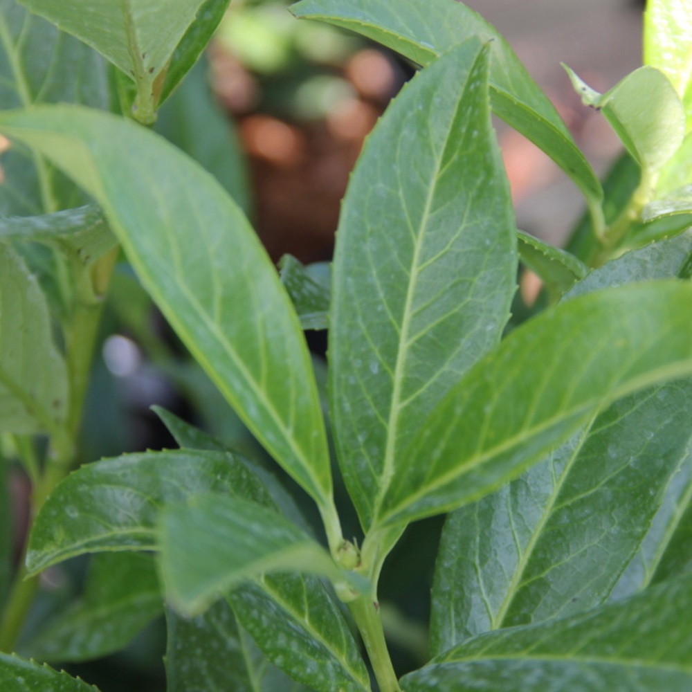 Živé ploty - Bobkovišeň lékařská Caucasica výška 40/50cm, květináč 2,5 litru