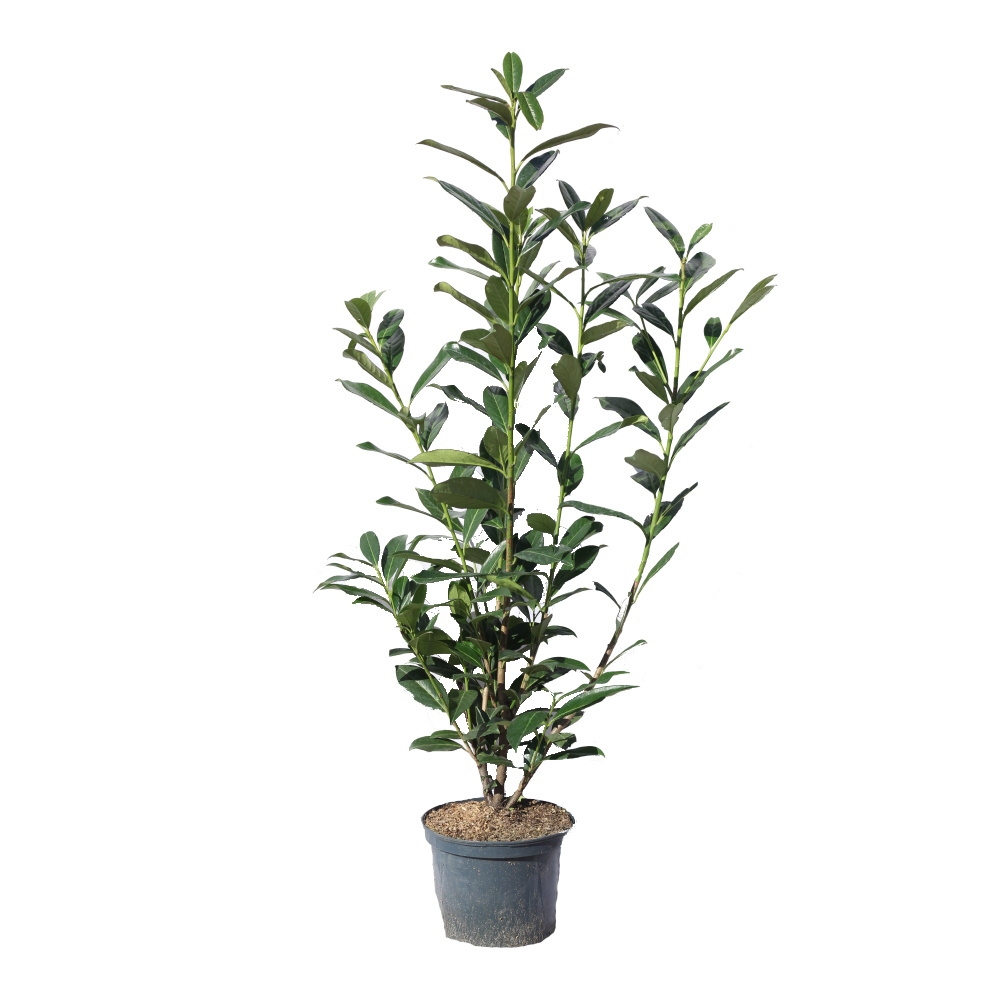 Živé ploty - Bobkovišeň lékařská Caucasica výška 60/80cm, květináč 5litrů 10ks