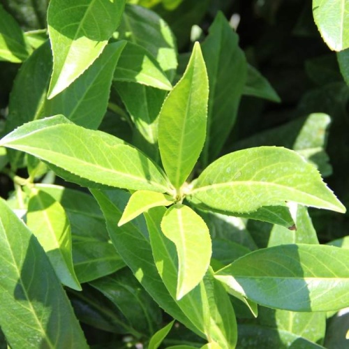 Živé ploty - Bobkovišeň lékařská 'Caucasica' výška 80/100cm, 30 litrů