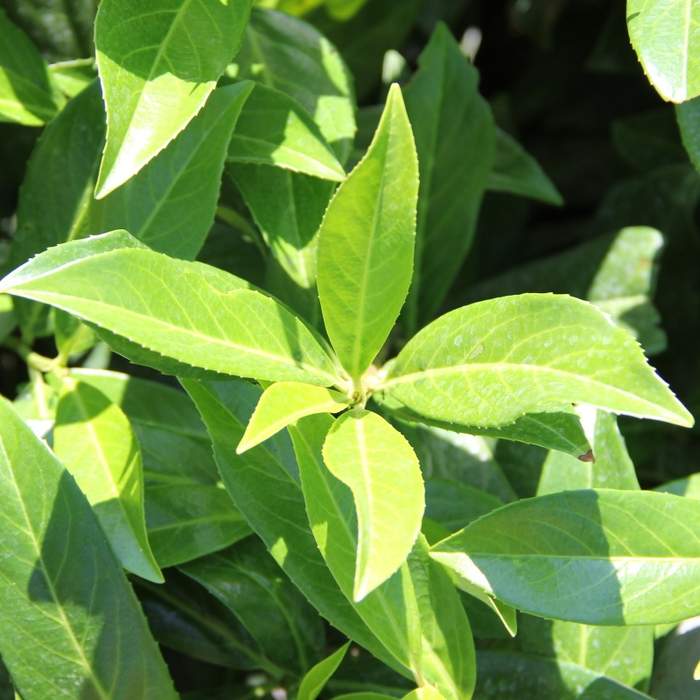 Rostliny - Bobkovišeň lékařská Caucasica výška 80/100cm, 7,5 litru