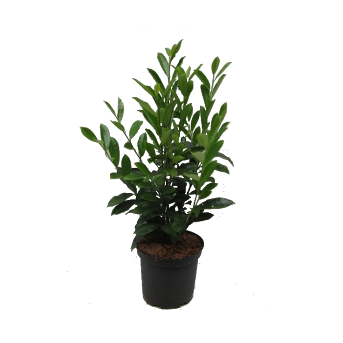 Stálezelené keře - Bobkovišeň lékařská 'Elly' výška 60/80cm, květináč 5 litrů