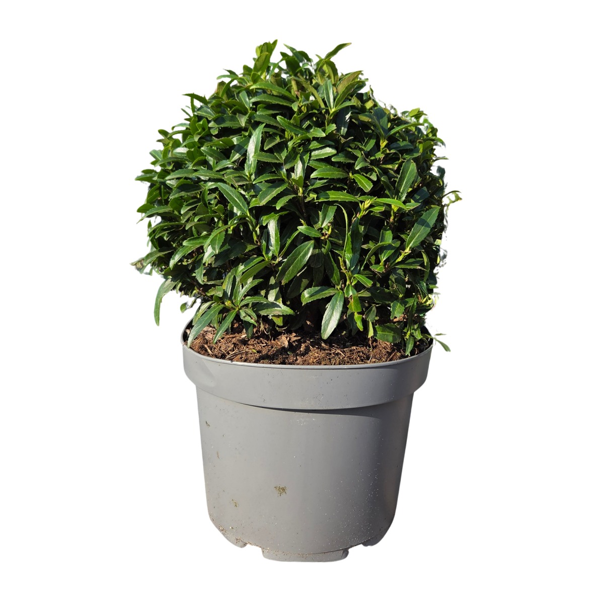 Stálezelené keře - Bobkovišeň lékařská ‘Filigrow Sofia’ výška 35/40cm, květináč 10 litrů, koule