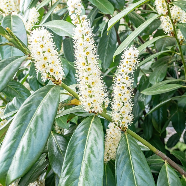 Živé ploty - Bobkovišeň lékařská 'Genolia' květináč 30 litrů,  výška 150/175cm, keř