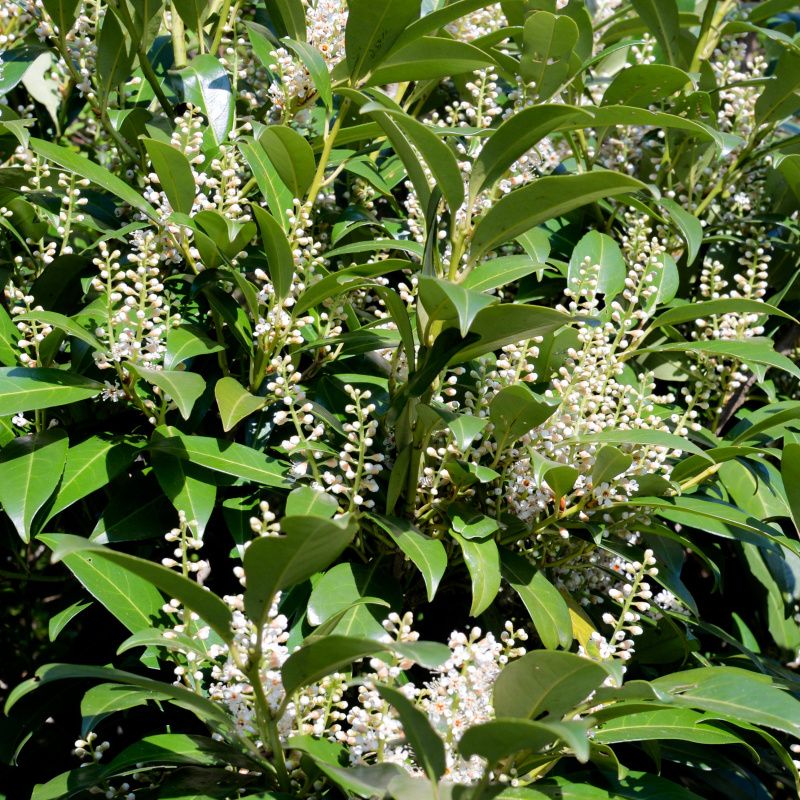 Živé ploty - Bobkovišeň lékařská Genolia výška 60/80cm, květináč 5 litrů, sloupovitá