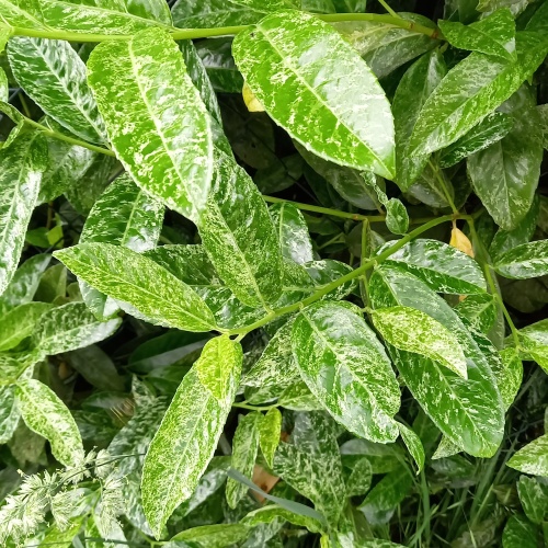 Živé ploty - Bobkovišeň lékařská 'Ivory'® výška 20/30cm, 2,5 litru