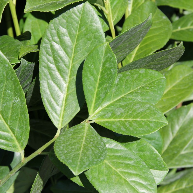 Stálezelené keře - Bobkovišeň lékařská 'Novita' květináč 10 litrů, výška 100/125cm, keř