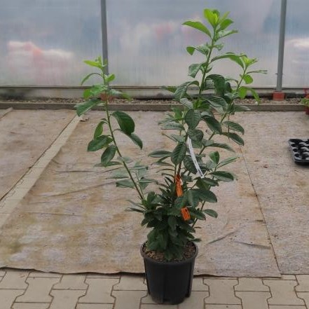 Bobkovišeň lékařská 'Novita' květináč 10 litrů, výška 100/125cm, keř-0