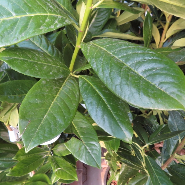 Živé ploty - Bobkovišeň lékařská Novita květináč 18 litrů, výška 125/150cm, keř