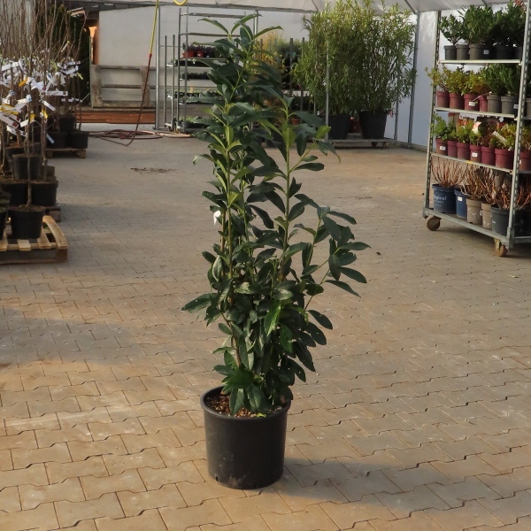 Bobkovišeň lékařská Novita květináč 18 litrů, výška 125/150cm, keř-0