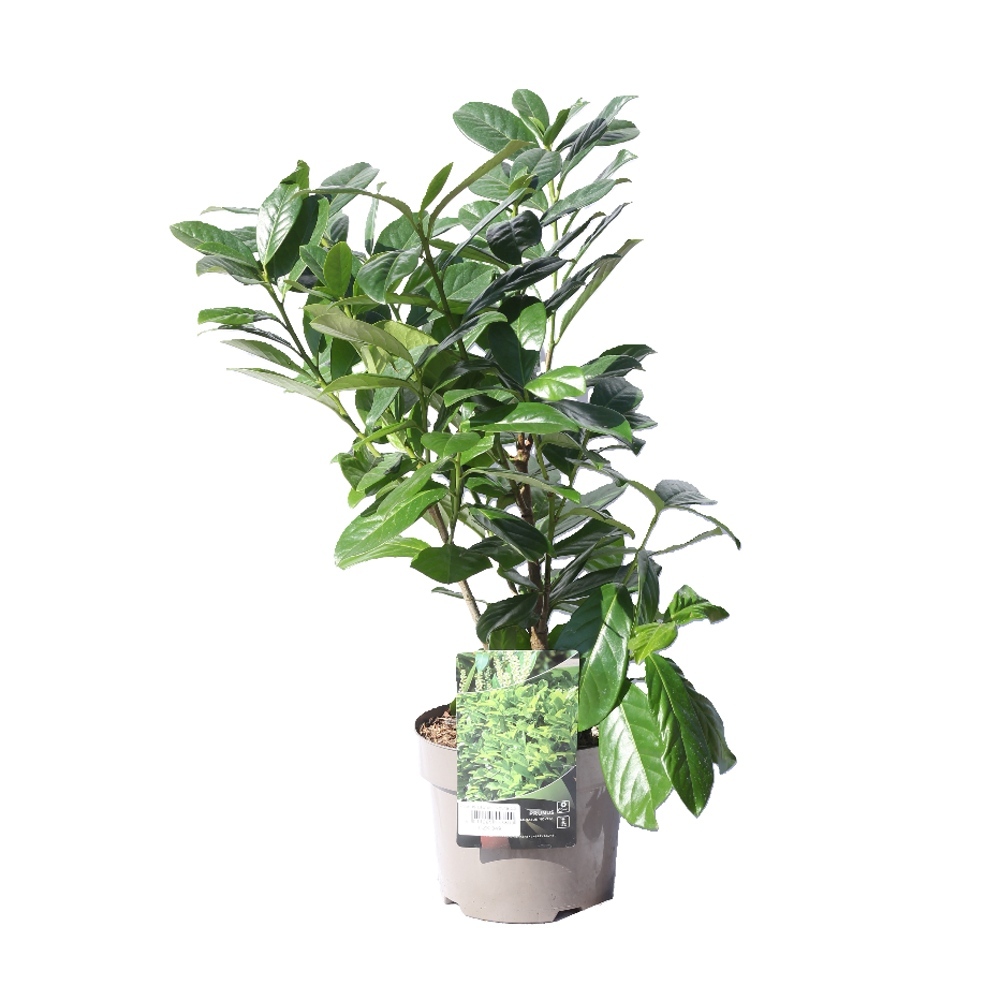 Rostliny - Bobkovišeň lékařská Novita květináč 3 litry, výška 40/60cm, keř