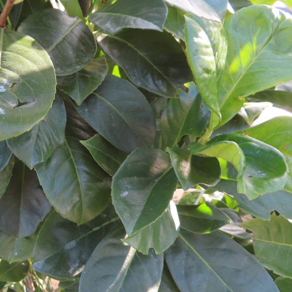 Živé ploty - Bobkovišeň lékařská Novita květináč 30 litrů, výška 150/175cm, keř