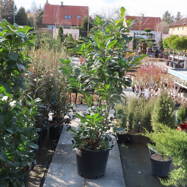 Bobkovišeň lékařská Novita květináč 30 litrů, výška 150/175cm, keř-0