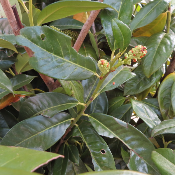 Živé ploty - Bobkovišeň lékařská 'Novita' květináč 35 litrů, výška 175/200cm, keř