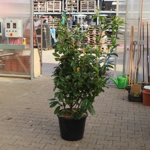 Bobkovišeň lékařská 'Novita' květináč 35 litrů, výška 175/200cm, keř-0