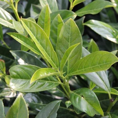 Listnaté stromky a stromy - Bobkovišeň lékařská Novita květináč 45 litrů