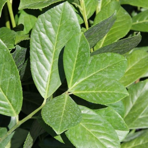 Listnaté stromky a stromy - Bobkovišeň lékařská Novita květináč 55 litrů, polokmen, stromek